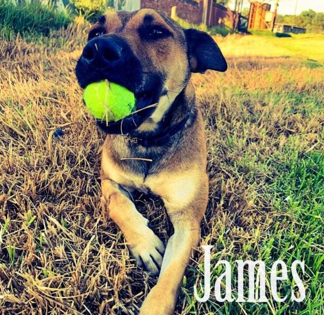 dog-james