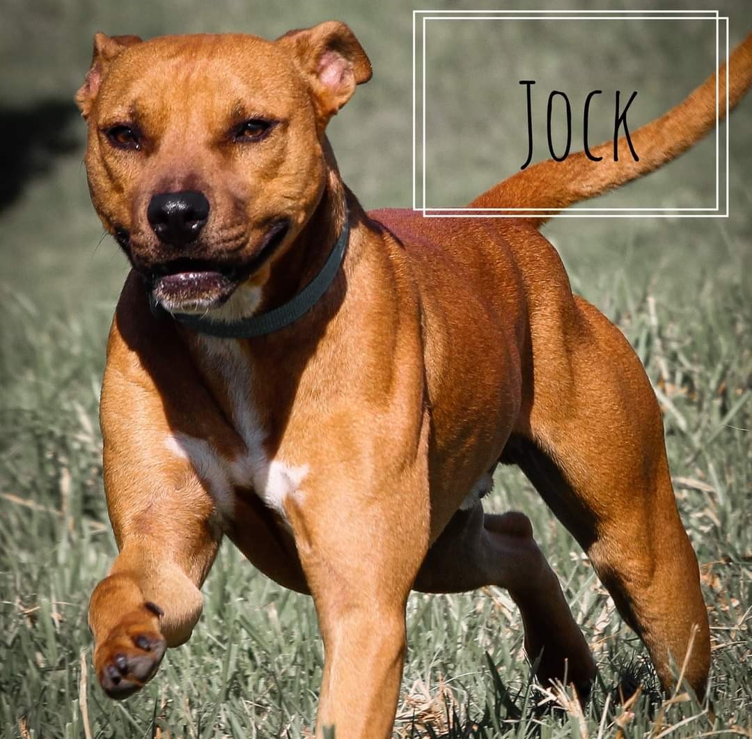 dog-jock