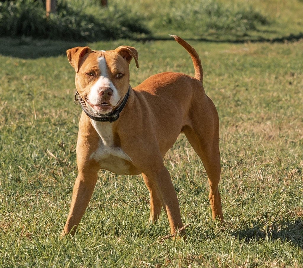 dog-dapper