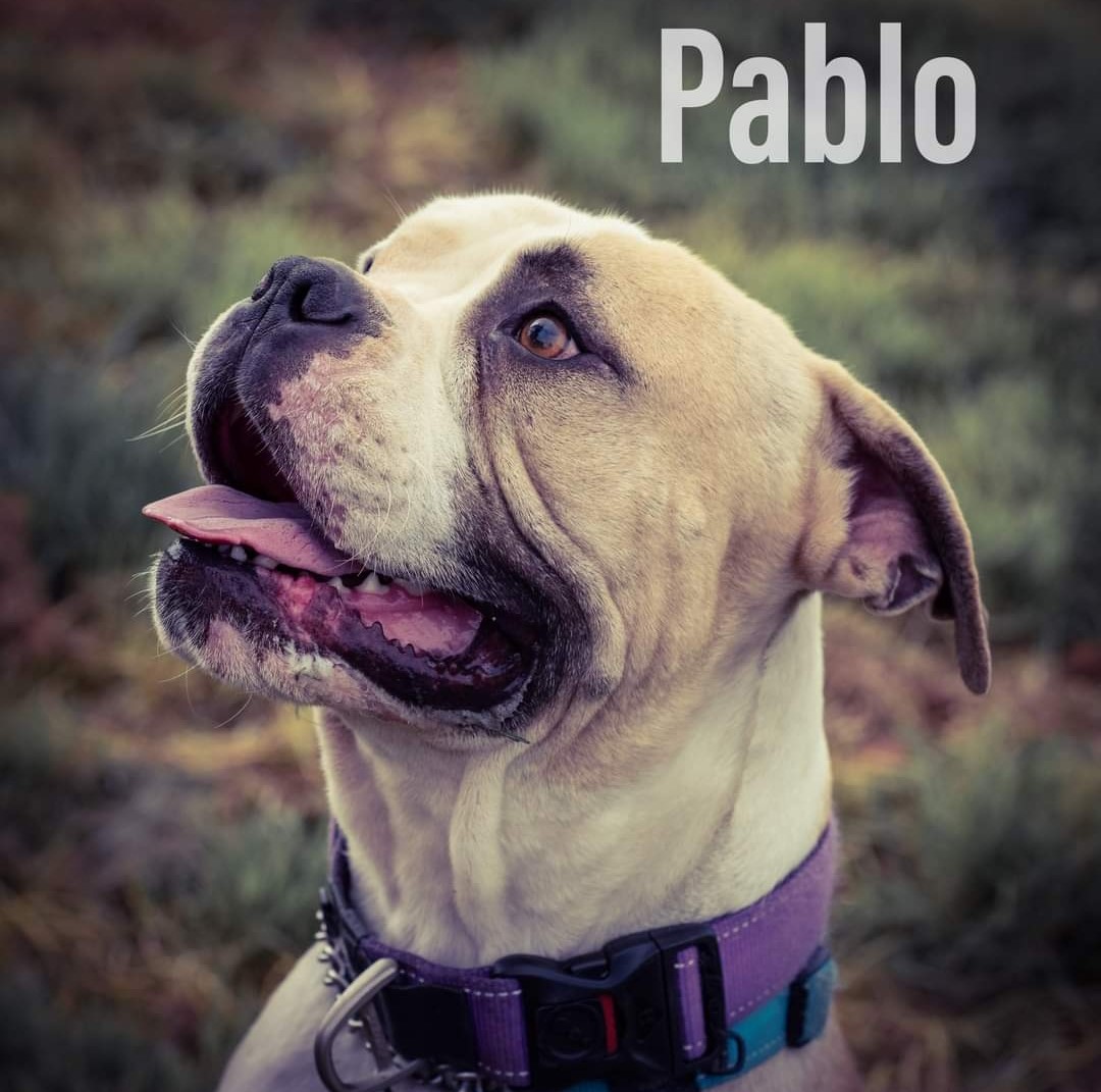 dog-pablo