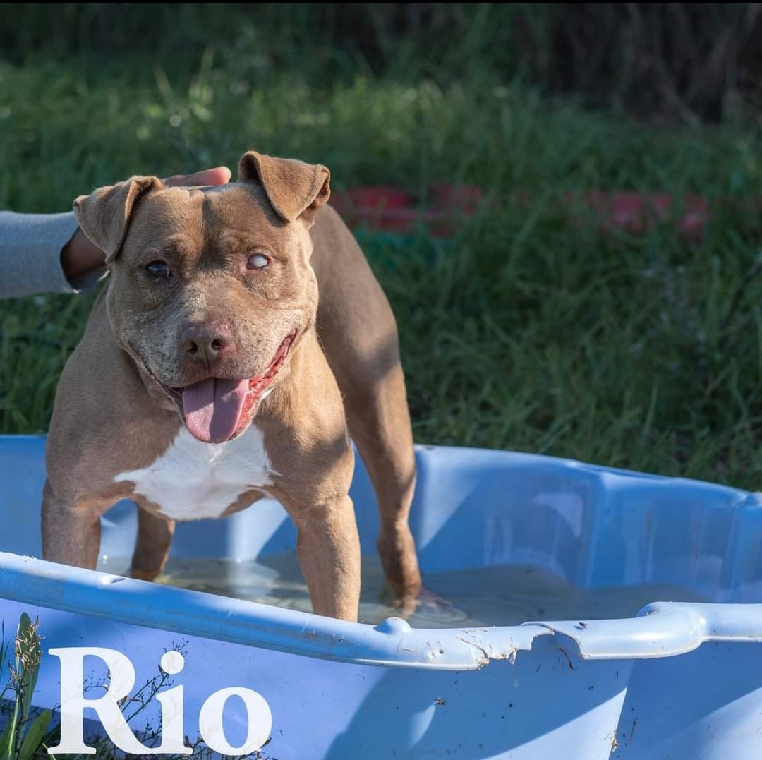 dog-rio