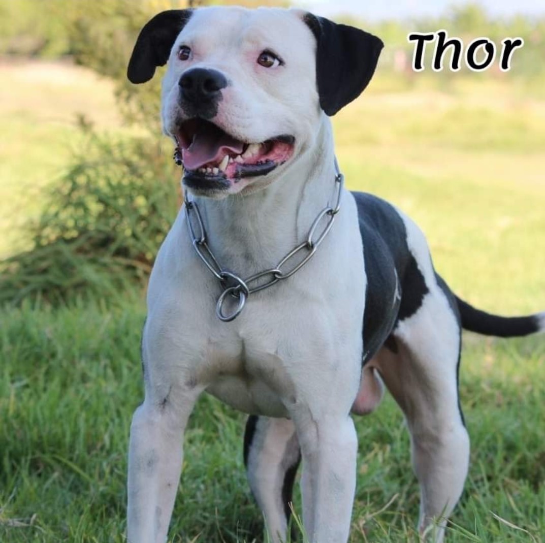 dog-thor